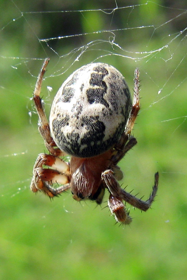 Larinioides sp.